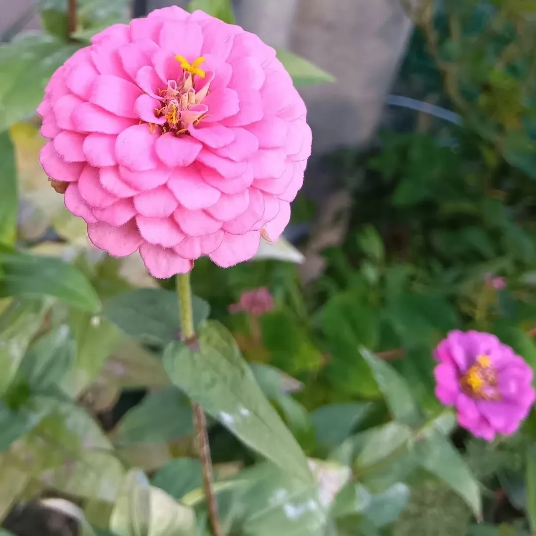 おひさま☀️おお茶会